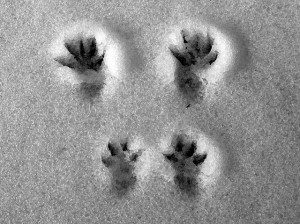 Identify Animal Tracks In Your Backyard & Beyond… - Childhood By Nature