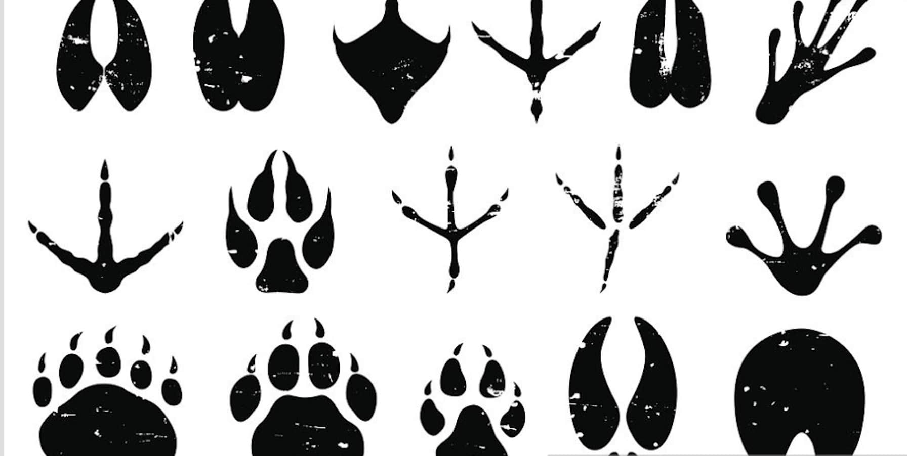 tracks in snow identify animal