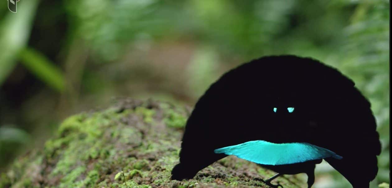 How a Newly Discovered Bird-of-Paradise Dazzles His Mate - Childhood By ...