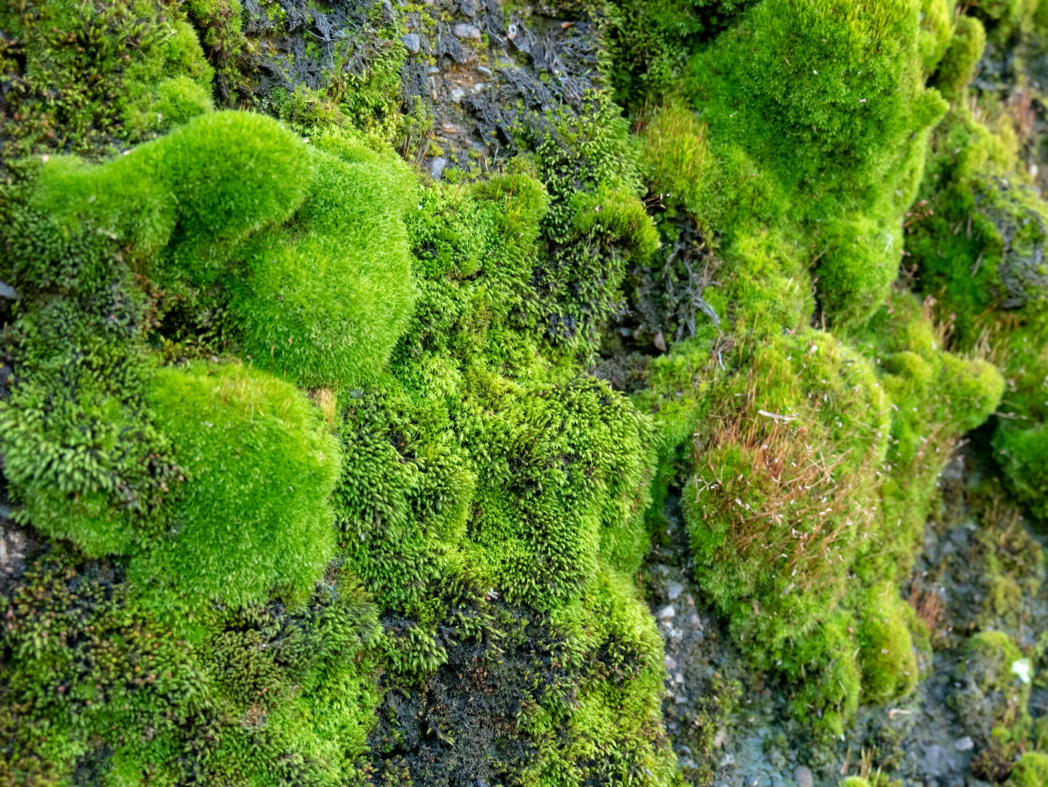 7 interesting things about moss