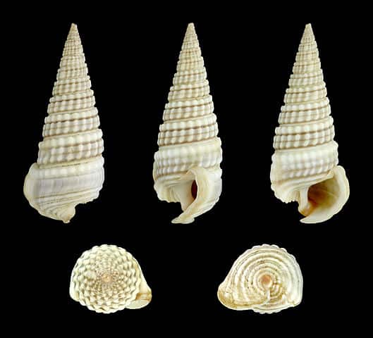 The Mystery of Shells - Childhood By Nature