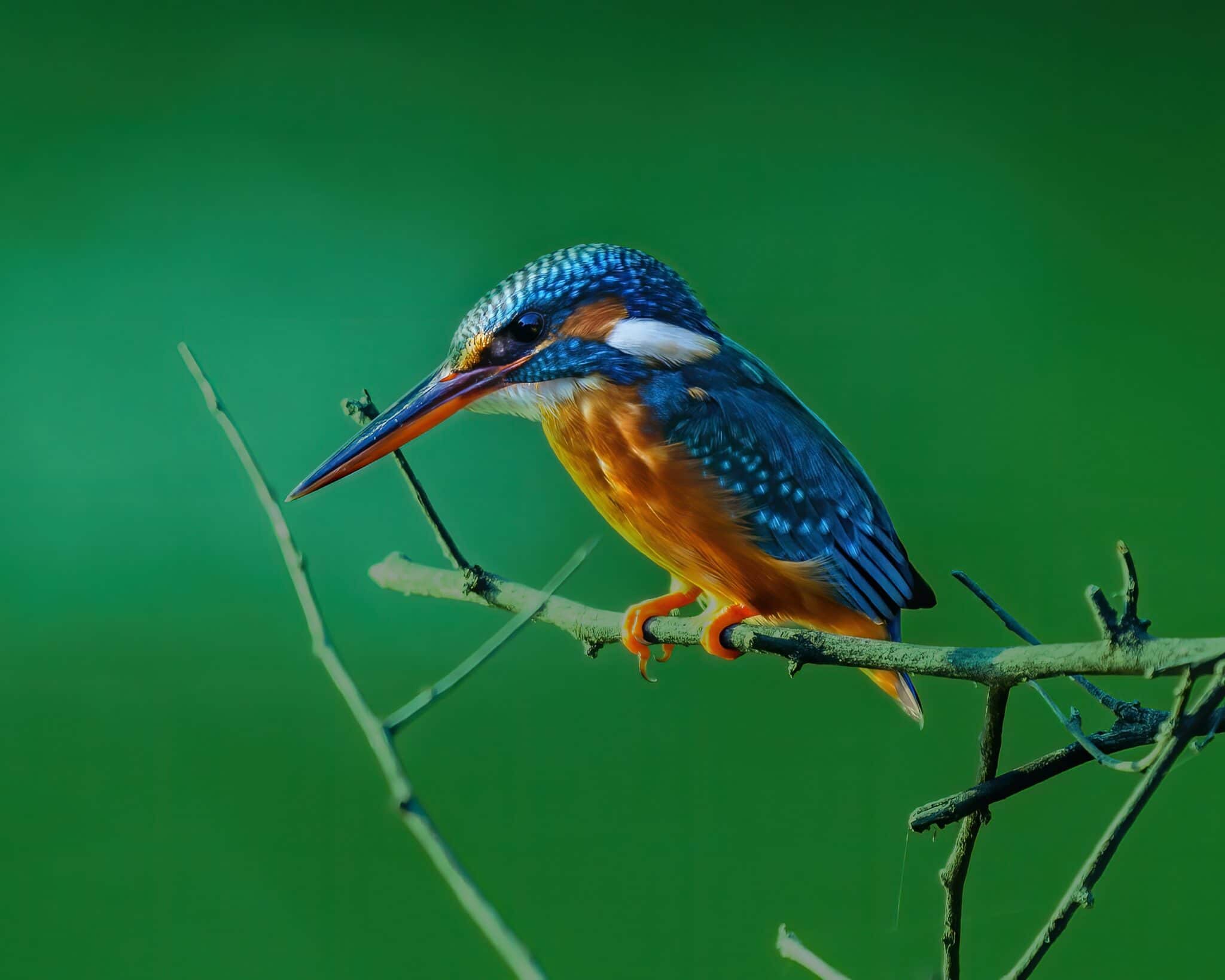 Flocking Behavior in Birds: Understanding the Power of the…